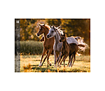 Horses Kalender 2024