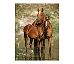 Kalender paardenliefde 2024