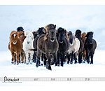 IJslander kalender 2024