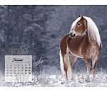 Haflinger Kalender 2024