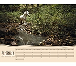Pony kalender 2024