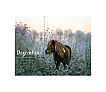 Pony kalender 2024