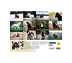 Pony kalender 2024