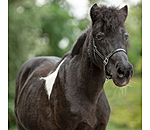 veulen lederen halster Classic