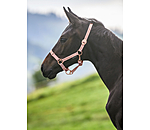 veulen en shetty halster Shimmering