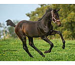 veulen en shetty halster Shimmering