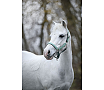 veulen en shetty halster Twinkle