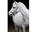 veulen en shetty halster Twinkle