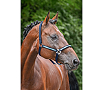 Veulen en Shetty Halster Blaire