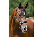 Veulen en Shetty Halster Blaire