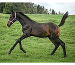 veulen en shetty halster Blaire