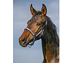 veulen en shetty halster Blaire