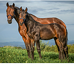 veulen en shetty halster Blaire