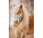 veulen en shetty halster Shine