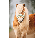 veulen en shetty halster Shine