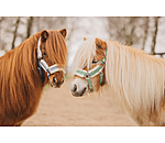 veulen en shetty halster Shine