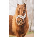 veulen en shetty halster Shine