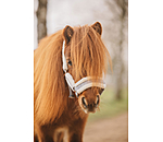 veulen en shetty halster Shine