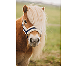 veulen en shetty halster Shine