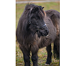 SHOWMASTER veulen en shetty lederen halster Siri