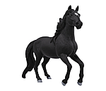 Lusitano hengst