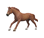 Engelse volbloed hengst