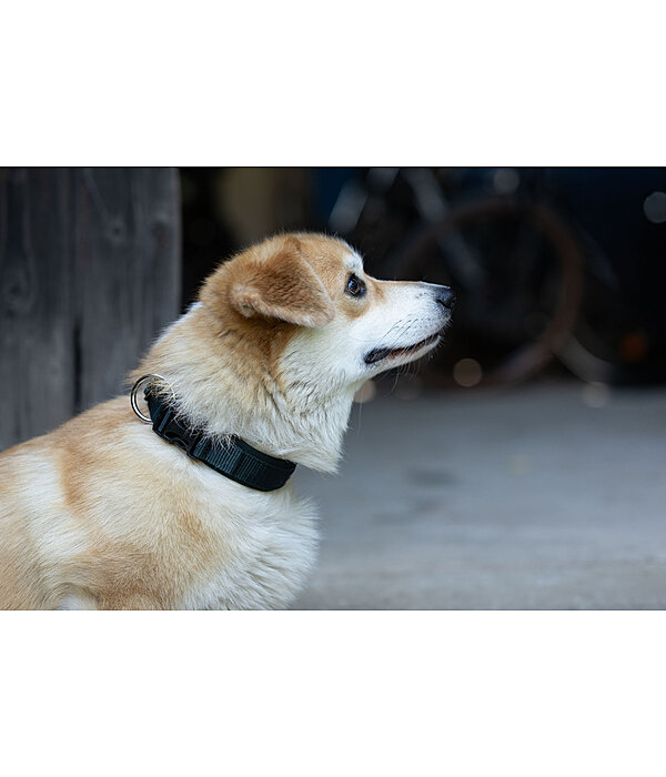 hondenhalsband Becks