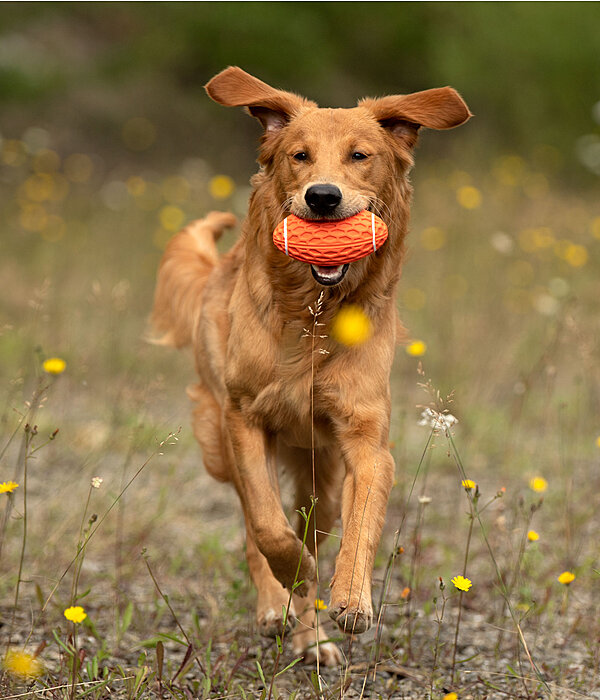 werpspeeltje Football voor honden