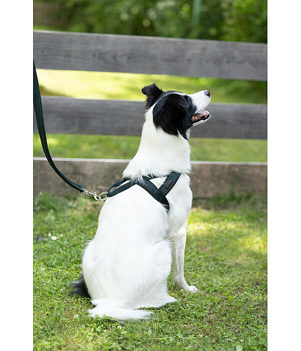 Noors hondentuig Miley