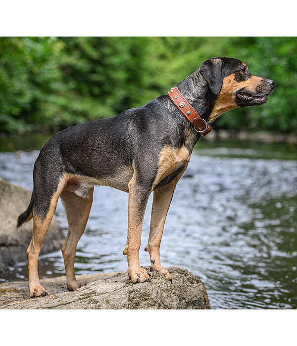 lederen honden halsband Chinook