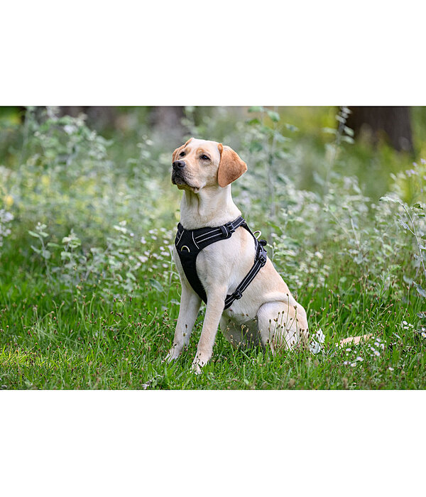 hondentuig Expedition