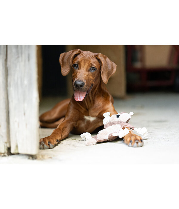 hondenspeelgoed eekhoorn