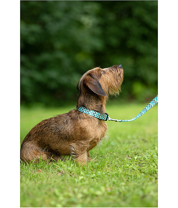 halsband en riem set zap