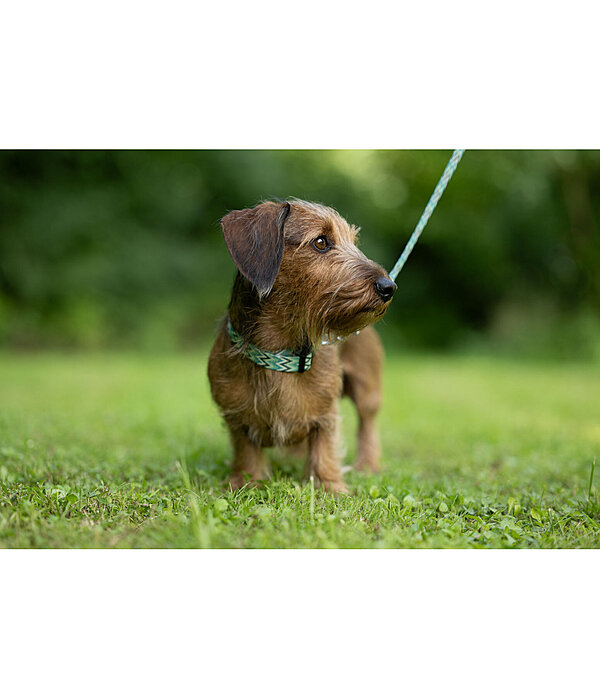 halsband en riem set zap