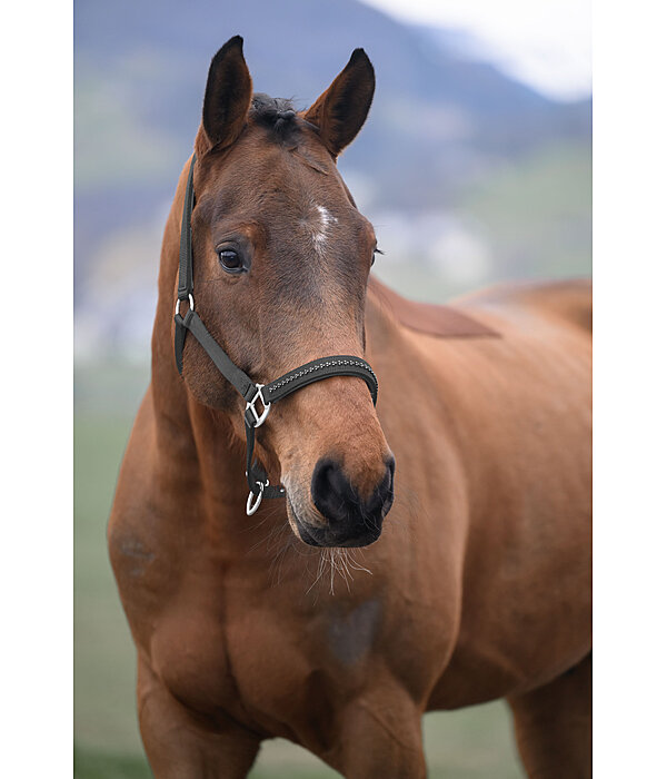 halster Twinkle