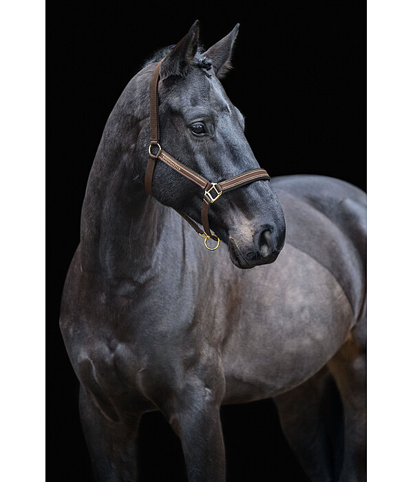 halster Glimmering