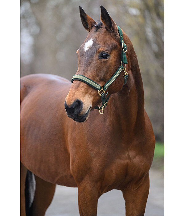 halster Glimmering
