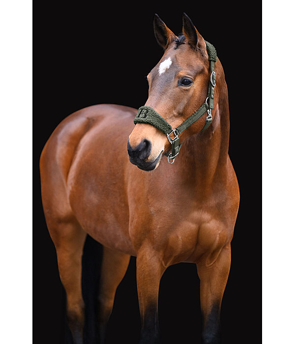 teddy Halster