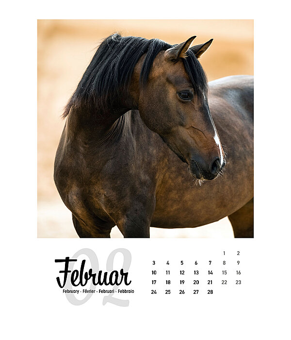 Paardenkalender 2024