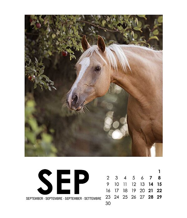 Paardenkalender 2022