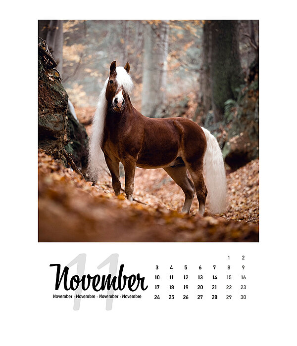 Paardenkalender 2024