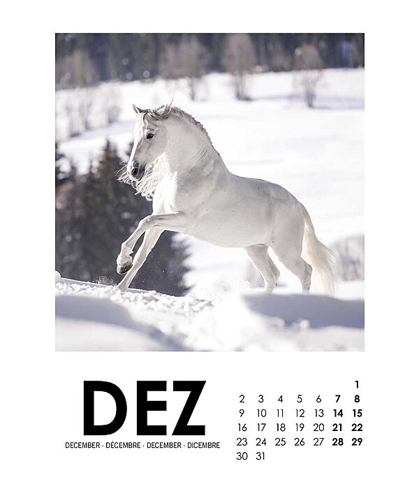 Paardenkalender 2024