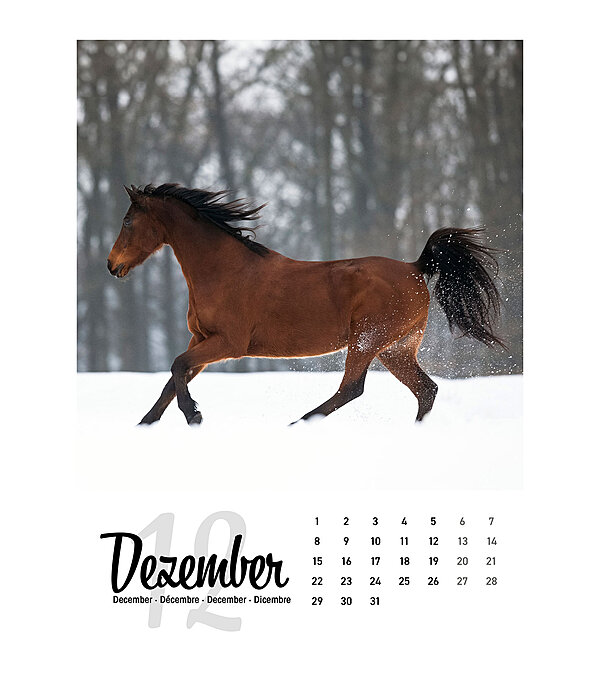 Paardenkalender 2024