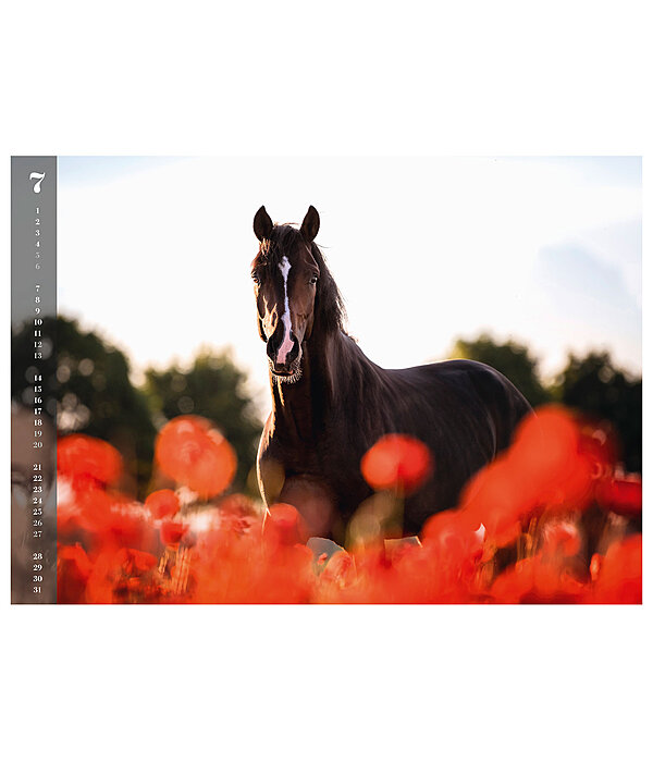 Horses Kalender 2024