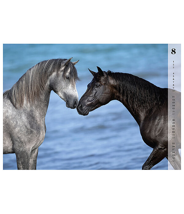 Horses Kalender 2024