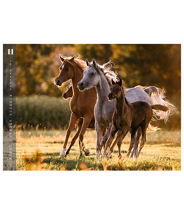 Horses Kalender 2024