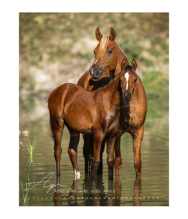 Kalender paardenliefde 2024