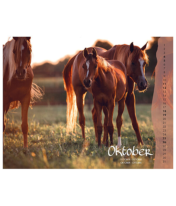 Veulen kalender 2024