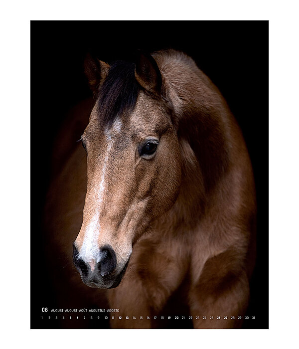 Paarden Portrait Kalender 2023