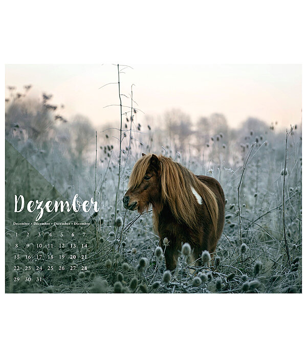 Pony kalender 2024